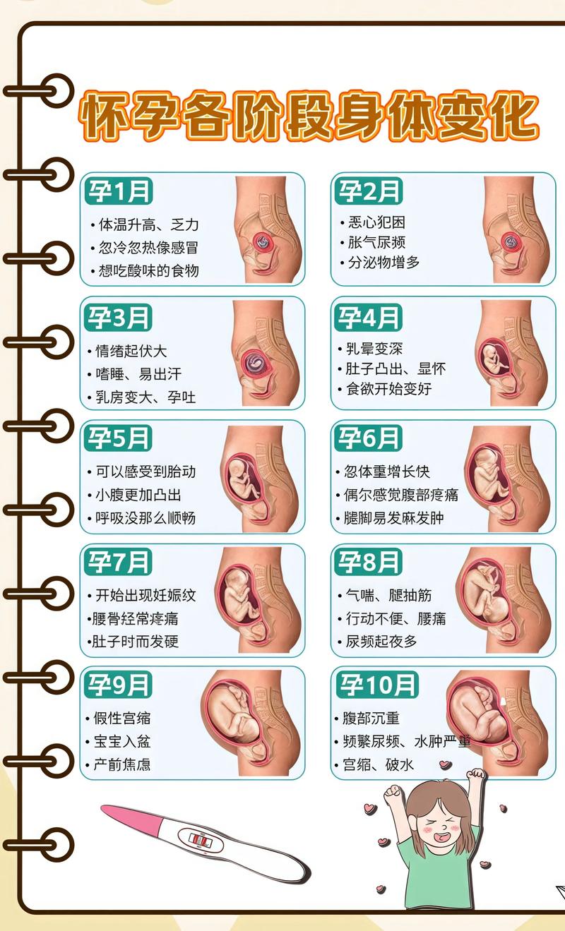 揭秘供卵代孕妈妈怀孕小腹分两节，孕期变化的奥秘亳州代生机构: